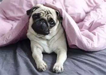 dog breed pug under the pink blanket