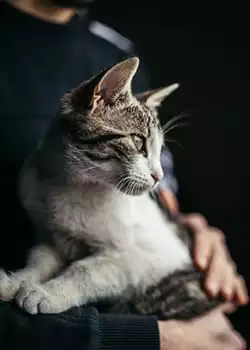 Beautiful cat in arms of her owner standing by the window at home.