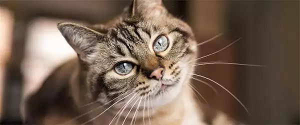 Tabby cat with blue eyes gives a sweet look to the camera