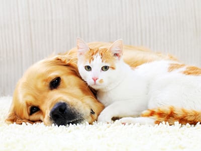Cute pets resting together. Friendship of a dog and cat.