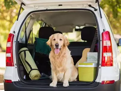 Domestic dog sitting in the car trunk
