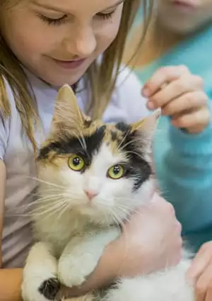 A multi-ethnic group of children are indoors at an animal shelter. The kids are wearing casual clothing. They are all petting a cute cat. The cat is looking at the camera.