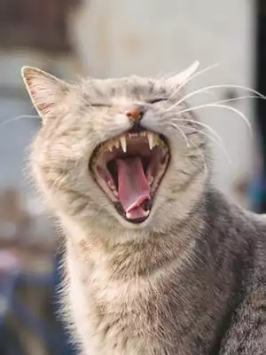 A cat yawns with a wide open mouth.