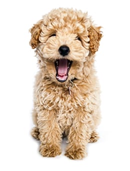 A poodle puppy yawning, that looks like it is laughing on a white background