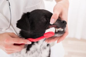 dog teeth cleaning Buffalo Grove IL