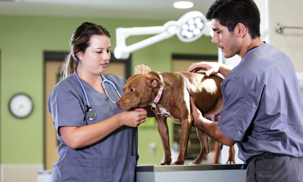 What Does a Veterinary Technician Do Buffalo Grove Animal Hospital