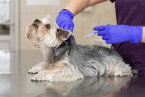 Dog getting vaccinated in Buffalo Grove