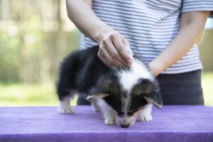 lose up woman applying tick and flea prevention treatment and medicine to her puppy corgi dog or pet