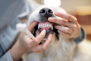 Dog with a fresh teeth cleaning