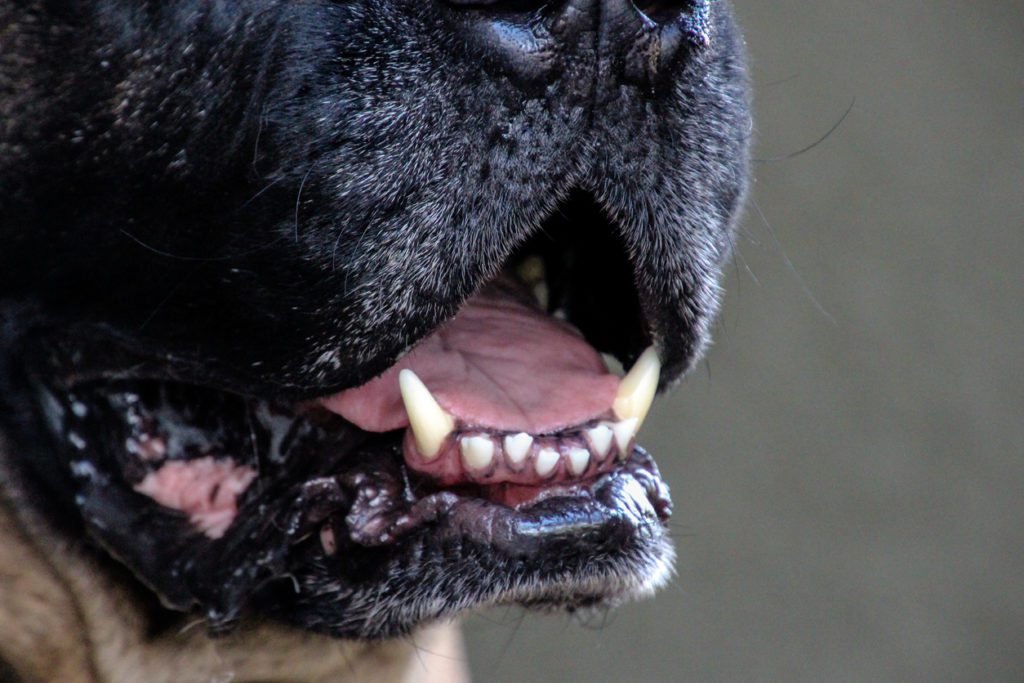 Dog bad breath