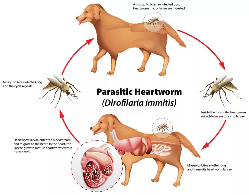 Symptoms of Heartworm Disease in Dogs in Buffalo Grove, IL