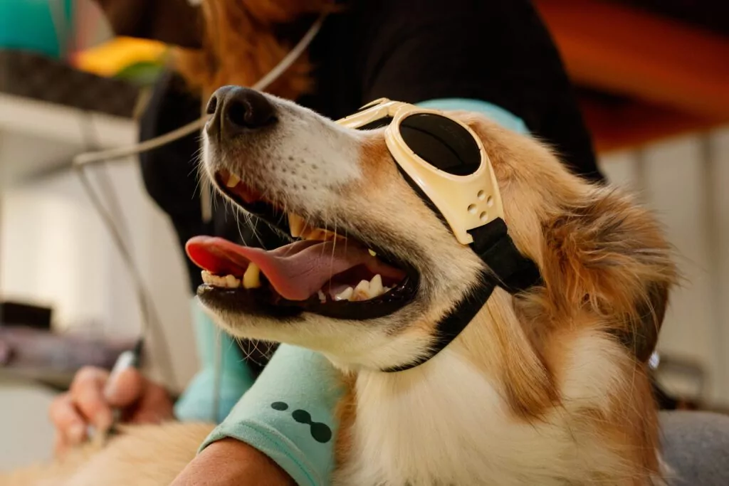 laser therapy for cats and dogs in buffalo grove il