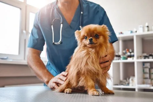 dpg-with-vet-at-clinic