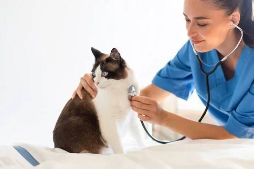 vet-listening-to-cat's-heart