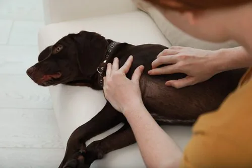 owner-checking-dog-for-tick-inside