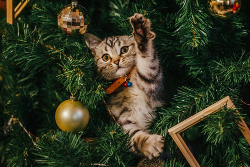 cat-in-christmas-tree-swatting-at-ornament