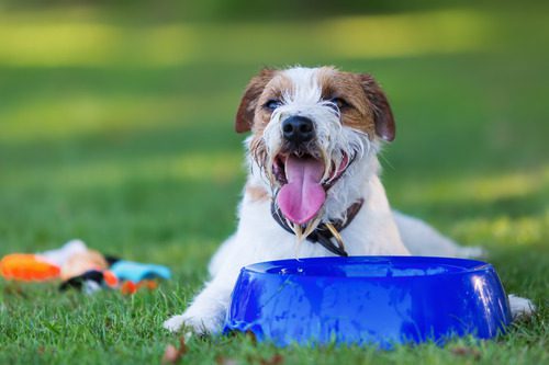 jack-russell-terrier-dog-laying-in-grassy-field-in-front-of-blue-water-bowl-panting