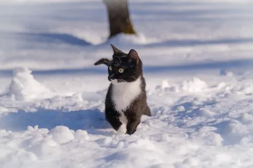 black-and-white-cat-walking-through-snow-on-a-sunny-day