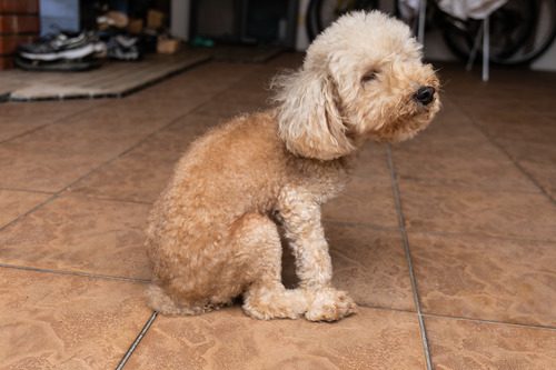 curly-haired-dog-scooting-butt-on-floor