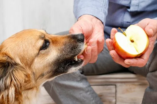 male-pet-owner-feeding-apple-slice-to-his-dog