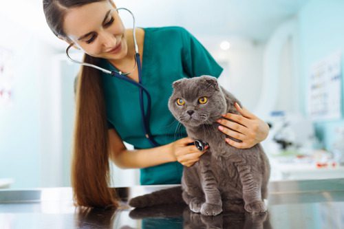 female-vet-examining-gray-cat-at-vet