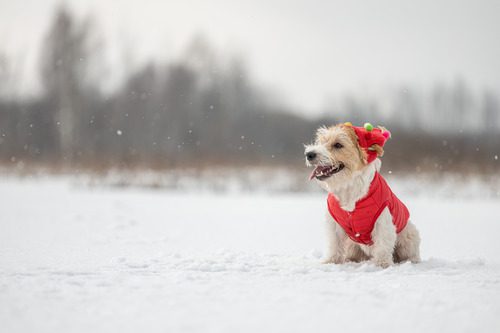 jack-russell-dog-sitting-in-snow-wearing-red-vest-and-hat