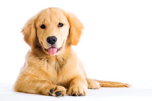 golden-retriever-puppy-laying-on-the-ground