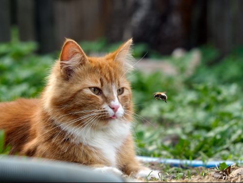 orange and white cat laying outside watching a bee fly near its face
