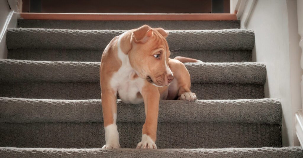 puppy sitting on the stairs