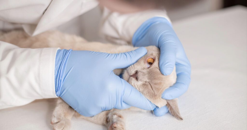 vet examining the eye of a gray cat at the clinic
