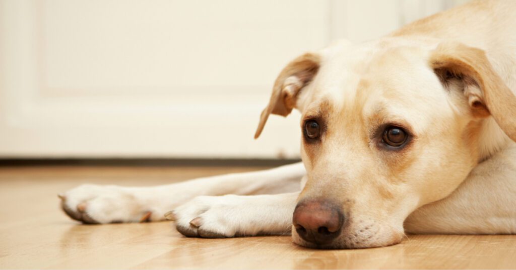sad labrador retriever laying on the floor