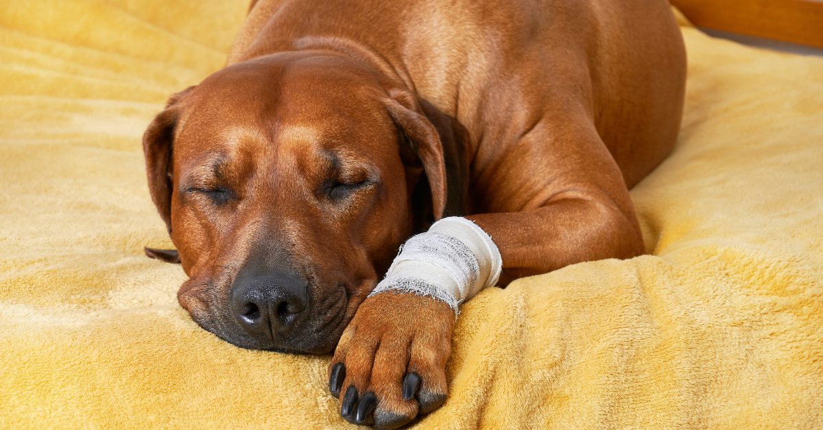 close up of dog sleeping on a bed with a bandaged paw