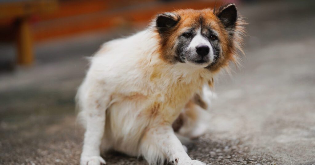 dog sitting on asphalt street scratching itself