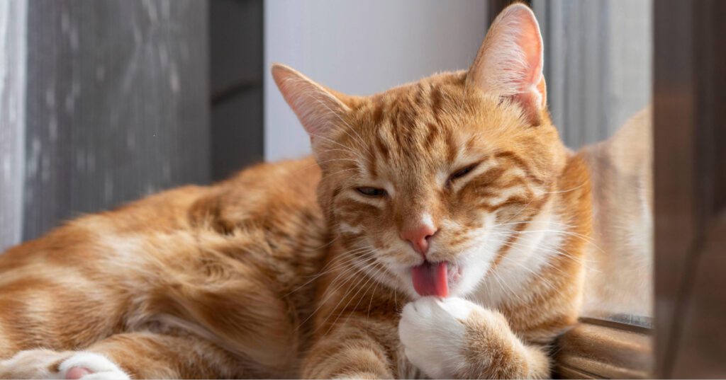 orange and white cat laying in the window sill licking its paw