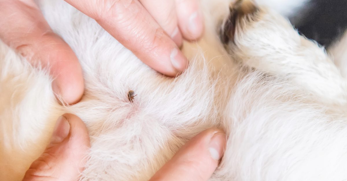 close up of owner finding tick attached to dog