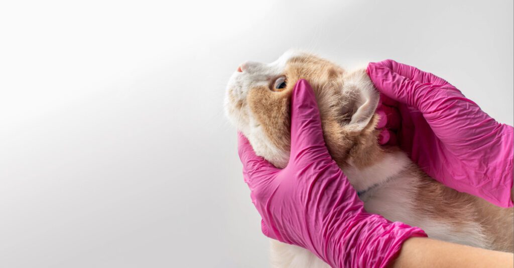 vet checking orange cat's ears at check up