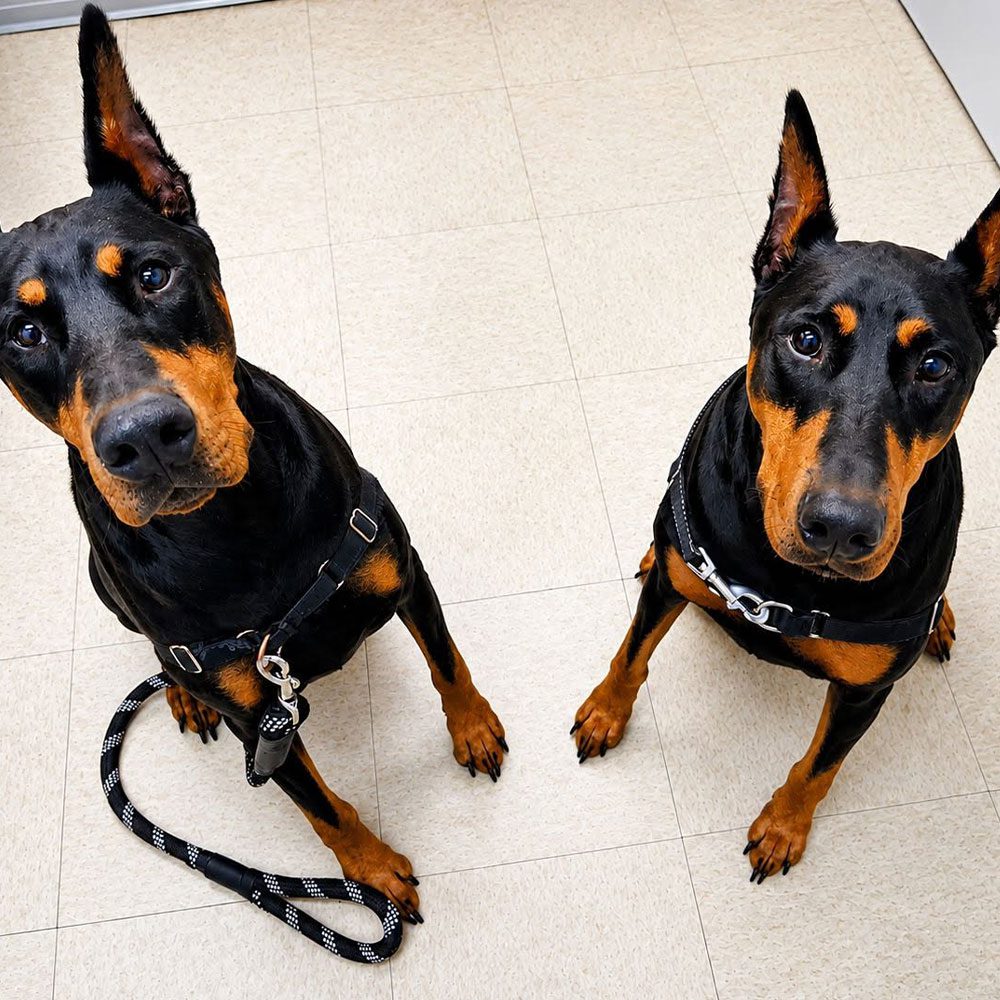 two dobermans posing together