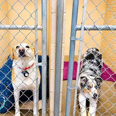 two-dogs-in-boarding-kennels