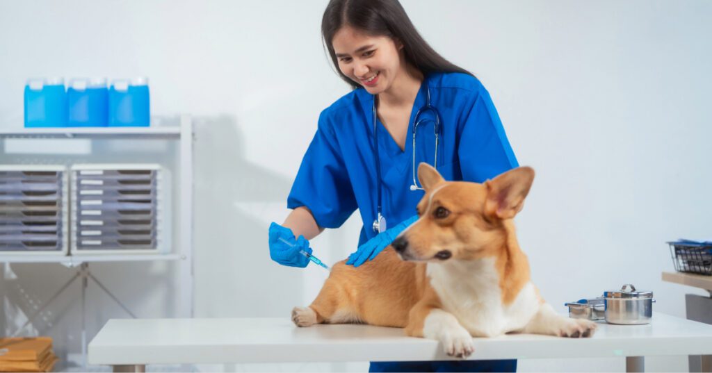 female vet administering vaccine to corgi dog at clinic